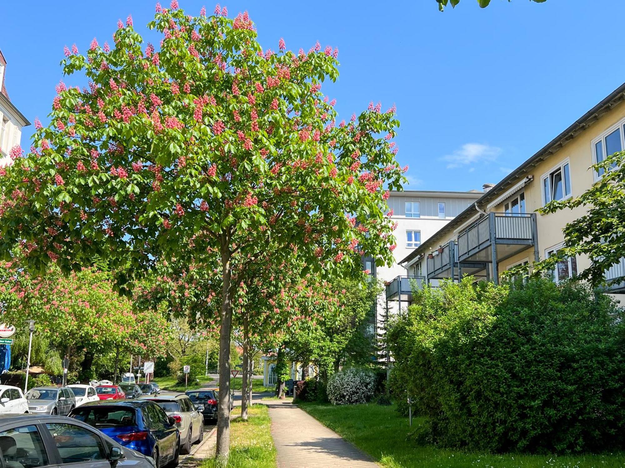 New-York Appartment, 2 Zimmer, Zentral Naehe Bahnhof Wilhelmshoehe Kassel Eksteriør billede